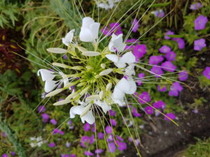 Tweeting a Difficult Message?